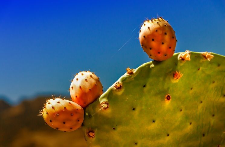 Ilustrasi buah kaktus. (Pixabay/analogicus)