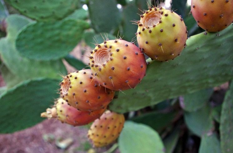 Ilustrasi buah kaktus. (Pixabay/Valter Cirillo)