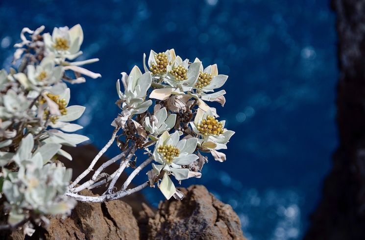 Bunga edelweiss. (Pixabay/Dani Egli)