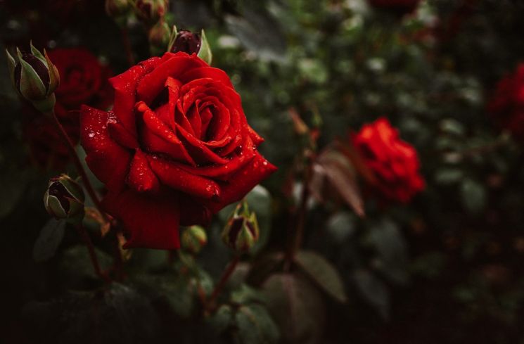 Ilustrasi bunga mawar merah. (Pixabay/FoYu)