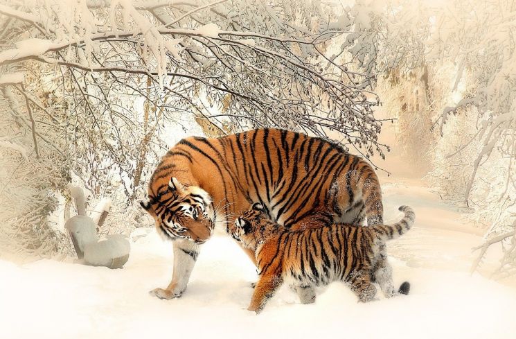 Ilustrasi binatang buas macan. (Pixabay/Sponchia)