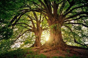 Inilah 5 Arti Mimpi Pohon, Simbol Kemajuan Hidup hingga Pertanda Ada Orang Ingin Minta Tolong