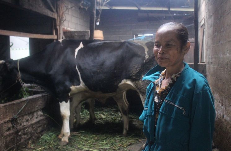 Kusni, peternak sapi perah sekaligus mitra binaan Amartha asal Polobogo, Semarang, Jawa Tengah.
