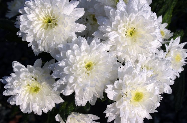 Ilustrasi bunga krisan putih (Pixabay/Myriams-Fotos)