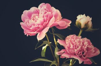 5 Manfaat Bunga Peony, Kaya Antioksidan untuk Perawatan Kecantikan Kulit
