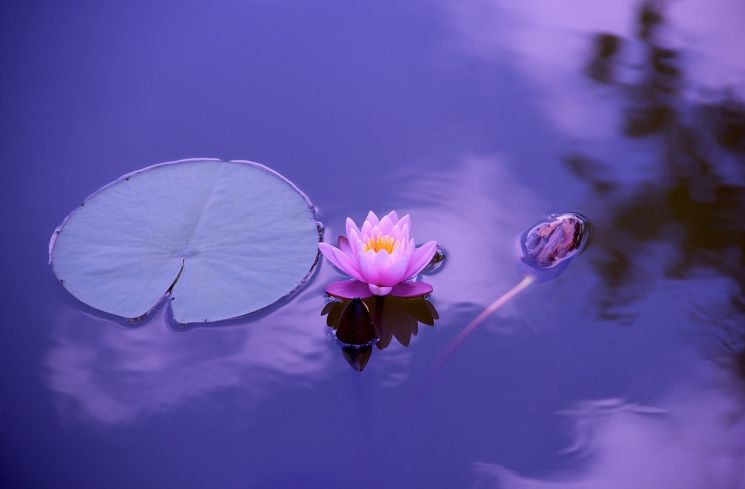 4 Manfaat Bunga Lotus, Ternyata Bisa Bantu Redakan Nyeri Haid