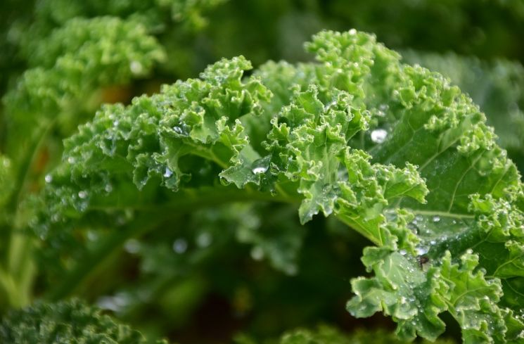Manfaat Sayur Kale, Baik untuk Kesehatan Kulit dan Rambut