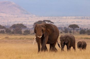 8 Arti Mimpi Gajah Mati, Bisa Mewakili Perasaan Kehilangan