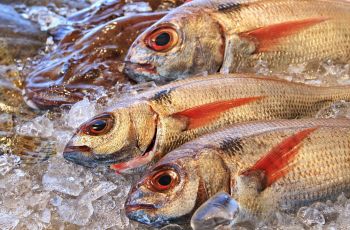 5 Arti Mimpi Ikan Mati: Jika Baunya Sudah Busuk, Maknanya Apa?