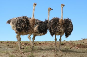 5 Arti Mimpi Burung Unta, Ternyata Ini Makna di Baliknya