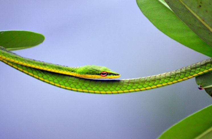 Ilustrasi ular (Pixabay/Yapeter Tarung)