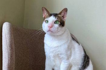 Bobby Kertanegara Jalan-Jalan Naik Stroller, Kucing Prabowo Subianto Bikin Publik Iri
