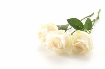 Ayu Ting Ting Dapat Hadiah Bunga Mawar Putih, Ini Makna Indah di Baliknya