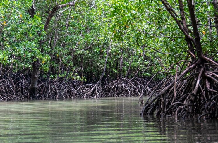 Ilustrasi hutan mangrove (Pixabay/kmarius)
