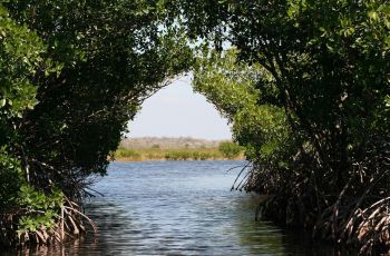 Apa Itu Blue Carbon? Bisa Sejalan dengan Konservasi Mangrove