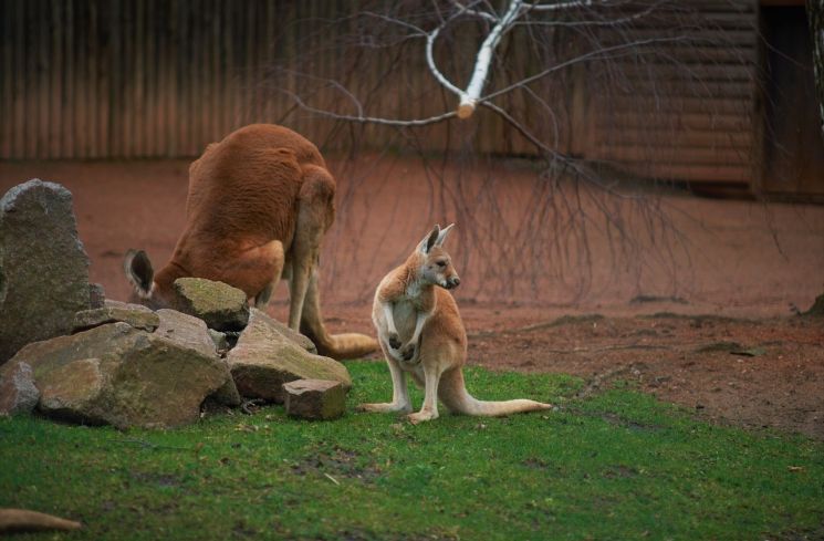 Kanguru, hewan khas Australia (Pixabay/11994227)
