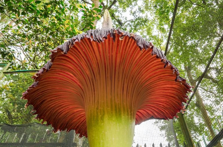 Cantiknya Bunga Bangkai Jenis Amorphophallus Titanum Mekar Sempurna di Kebun Raya Cibodas!