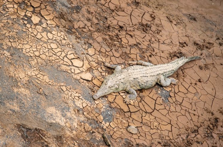 8 Arti Mimpi Buaya Putih, Bukan Pertanda Mistis