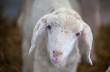 Bikin Panik, Ternyata Ini 7 Arti Mimpi Dikejar Kambing