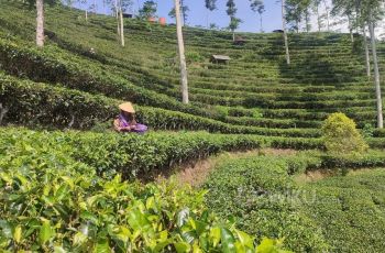 Wisata Kebun Teh di Kulon Progo, Ini Tips agar Liburanmu Semakin Seru