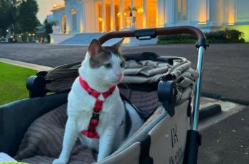 Ketika Bobby Kertanegara Dapat Pengawalan VVIP: Fasilitas Negara Kok Buat Kucing?