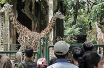 Kebun Binatang Ragunan Berbenah, Bakal jadi Destinasi Wisata Alam yang Modern dan Nyaman