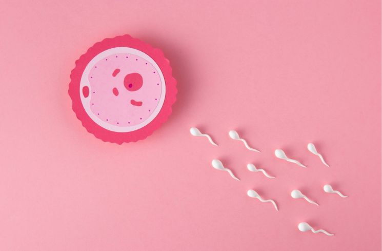 Ilustrasi sel sperma dan sel telur saat proses pembuahan (Freepik)