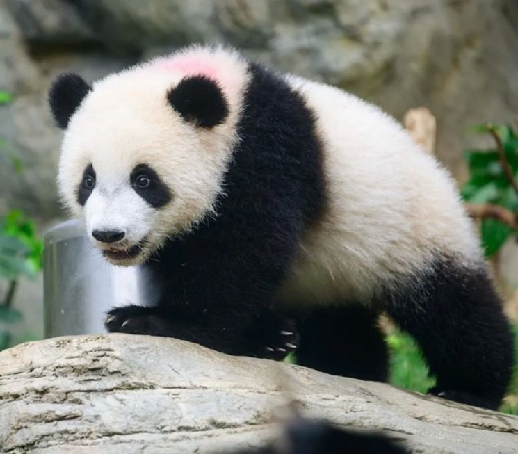 Panda di Hong Kong. (dok. HKTB)