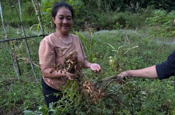 Perempuan Ansok: Menanam Pangan, Menjaga Hutan
